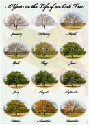 A Year in the Life of an Oak Tree
