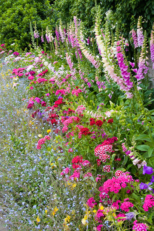 Wave of Colour