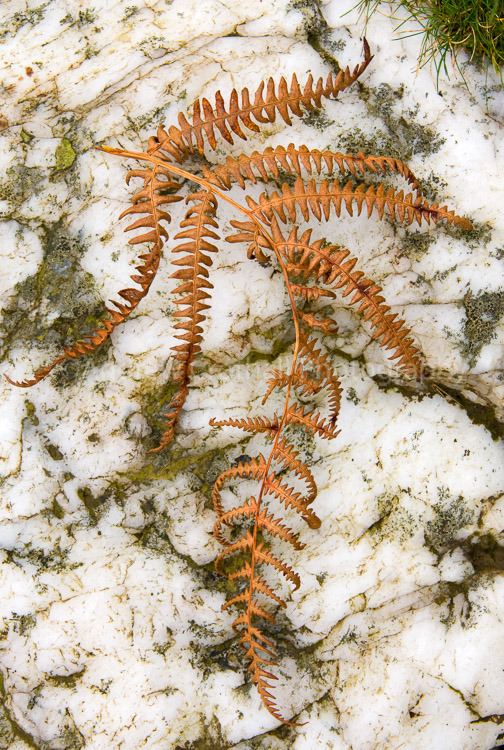 Bracken