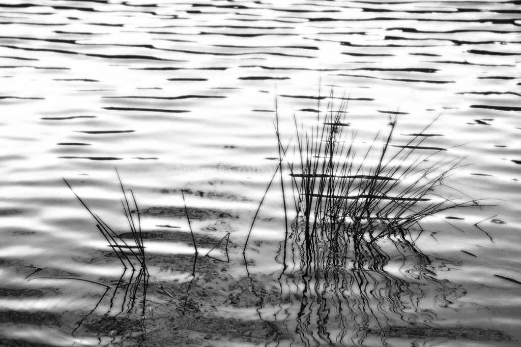 Marsh Grass
