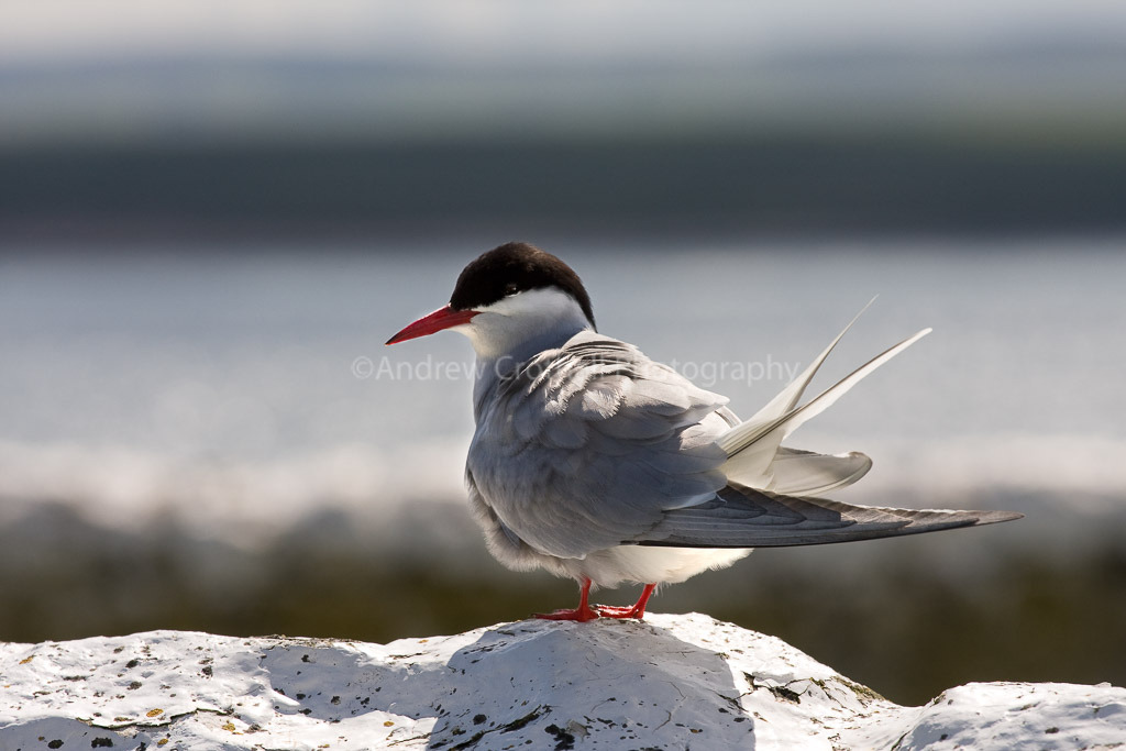 Tern