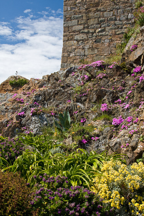 Rock Plants