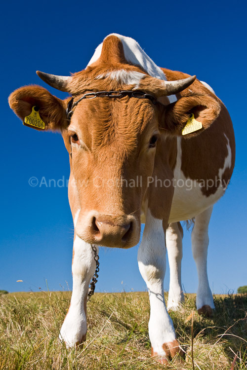 Guernsey cow