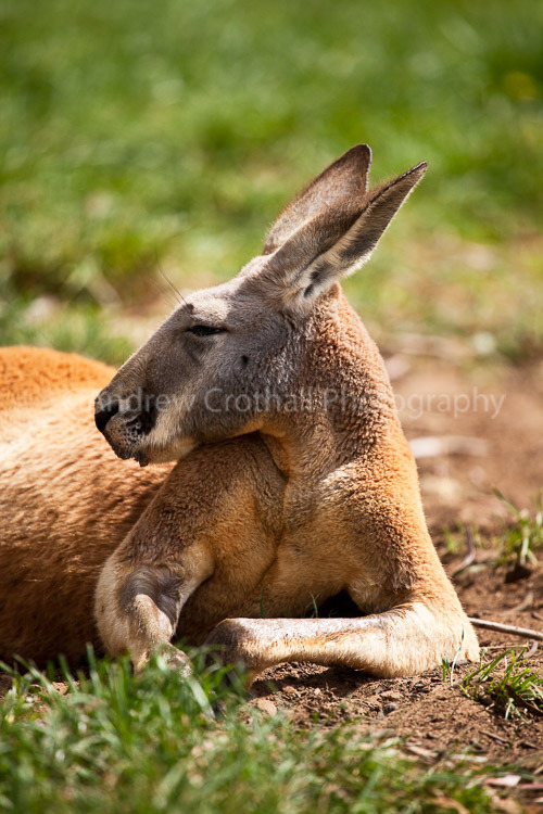Red Kangaroo