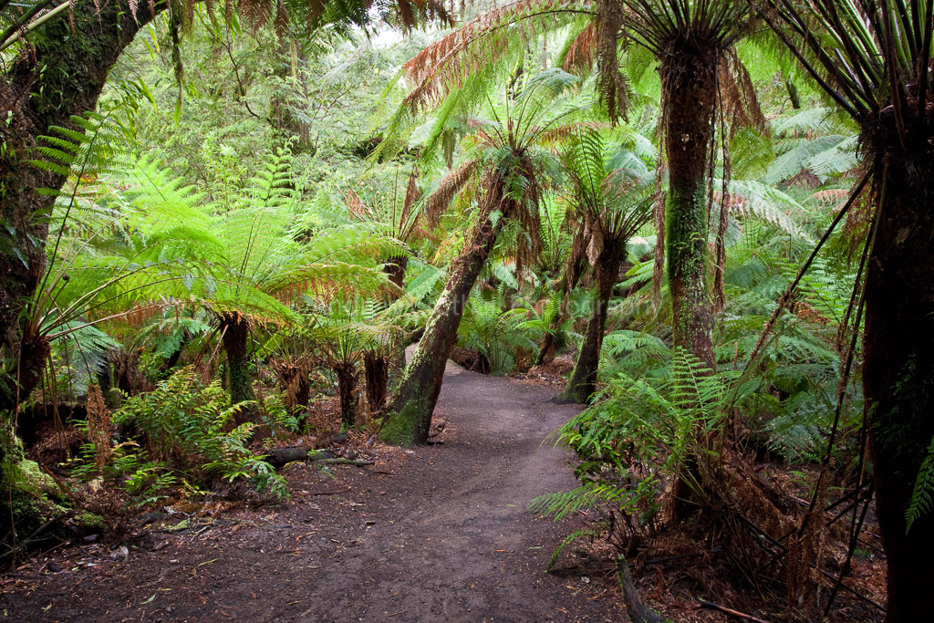 Rainforest Gully