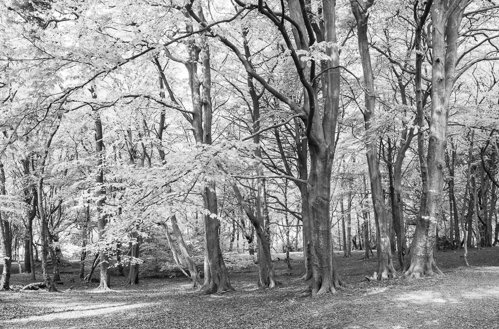 Storeton woods