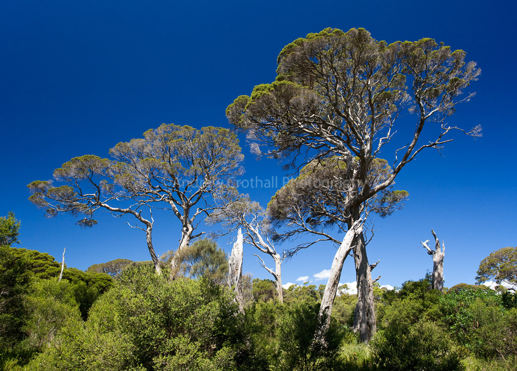 Moonah trees