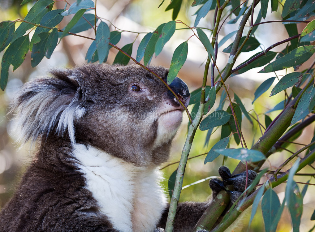 Koala #1