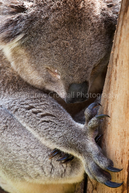 Koala #2