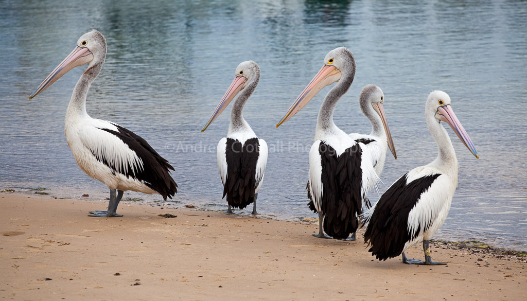 Pelicans #1