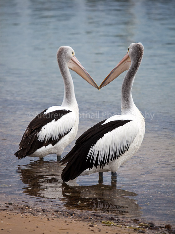 Pelicans #2
