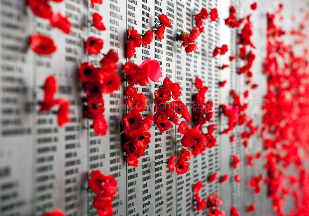 Poppies #2