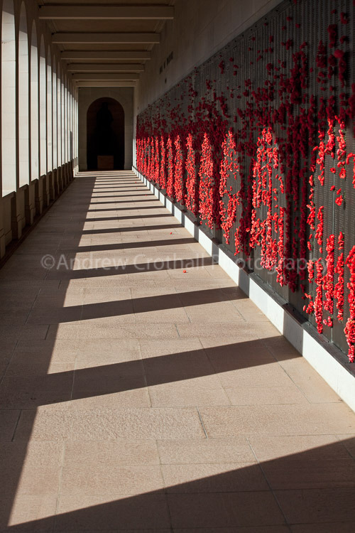 Poppies #1