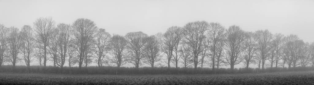 winter trees