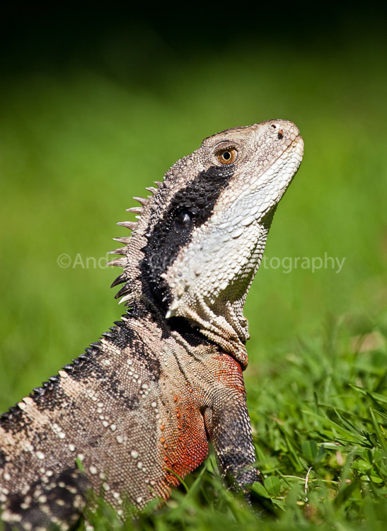Australian Water Dragon