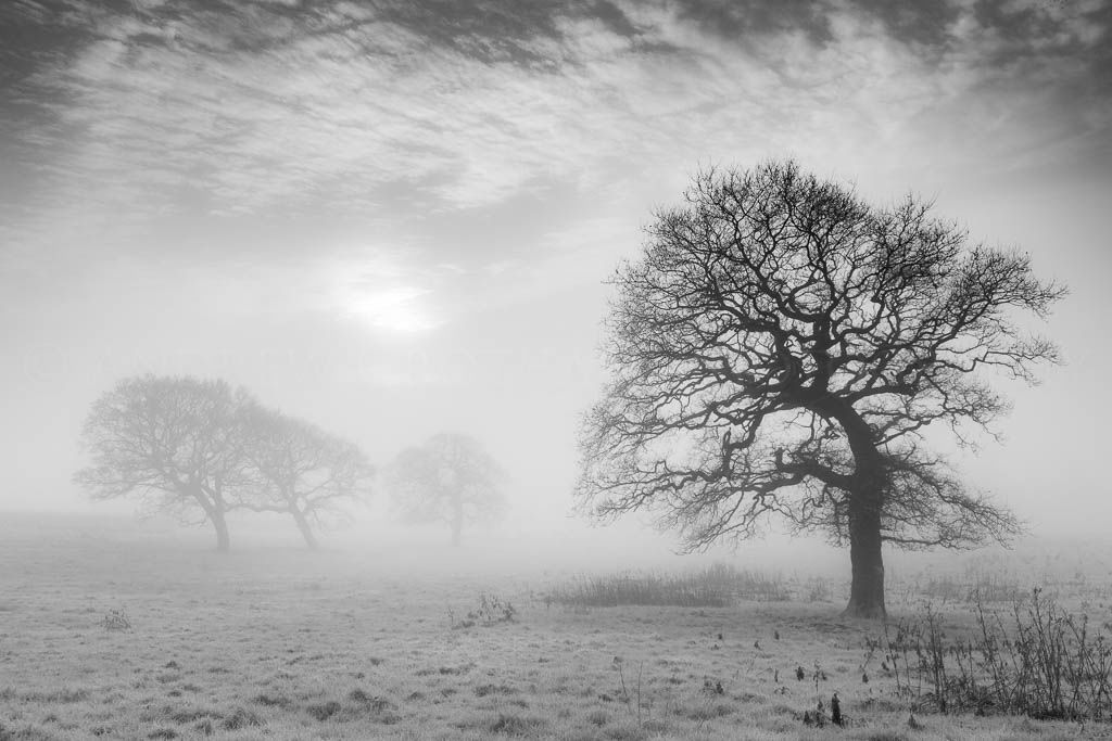 Winter oaks in the mist