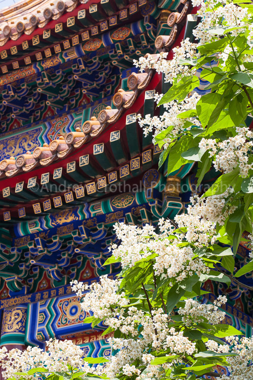 Temple & Flowers