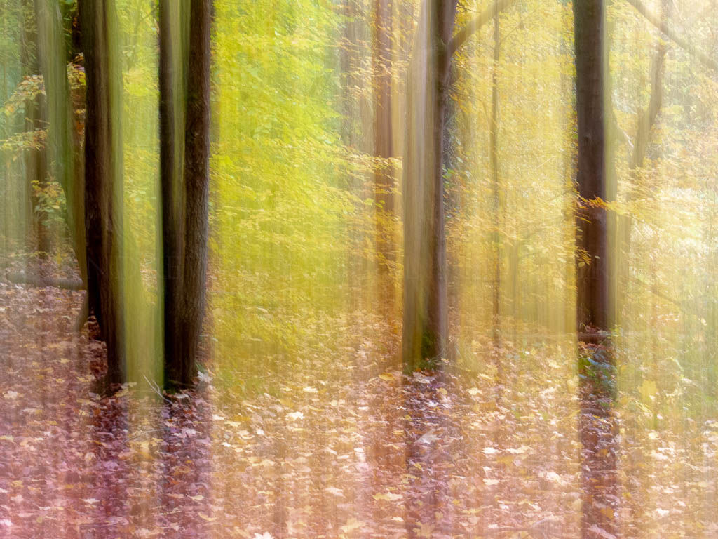 autumn trees