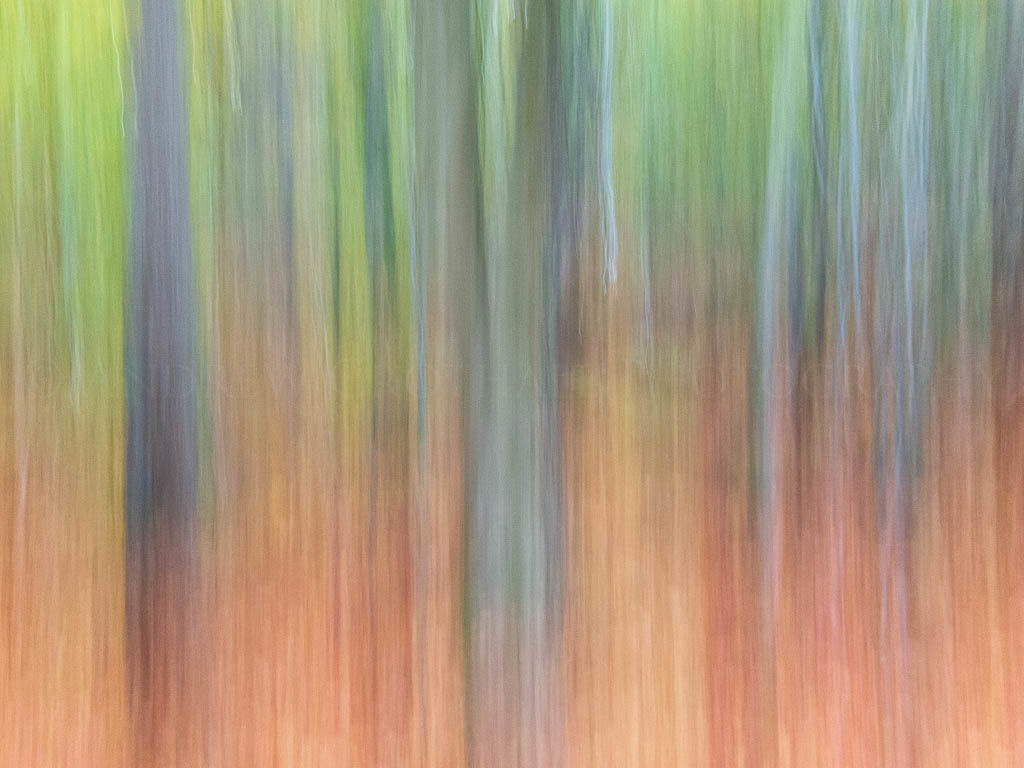 autumn trees 2