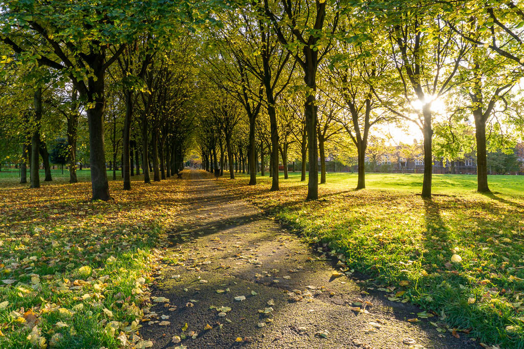 Autumn trees in Port Sunlight
