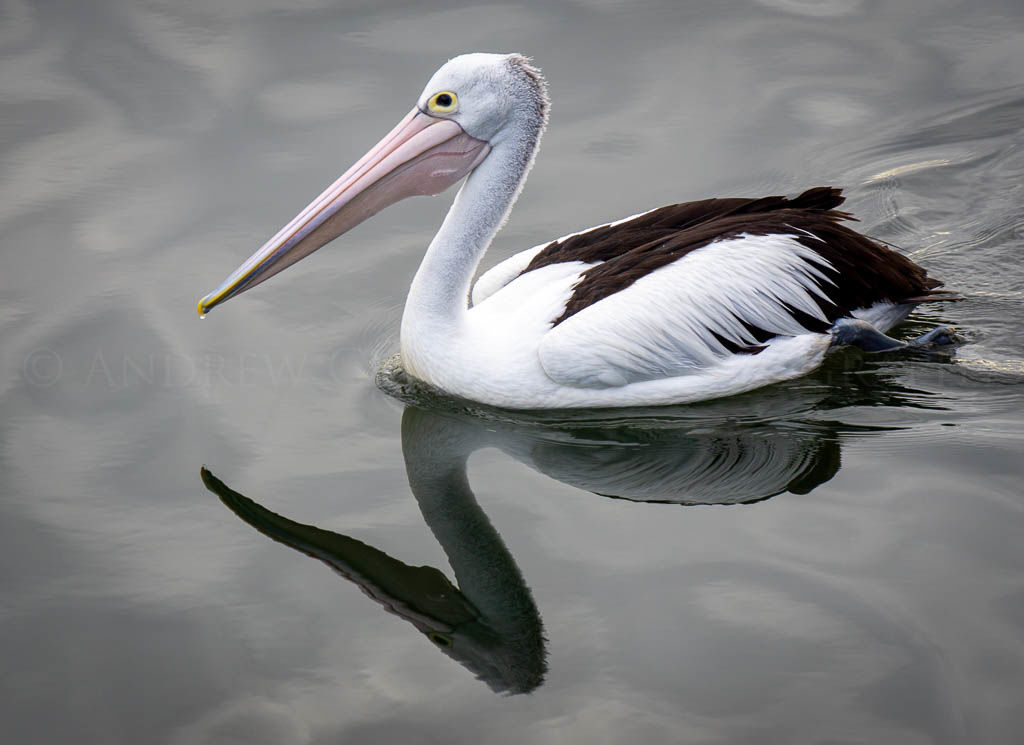 pelican