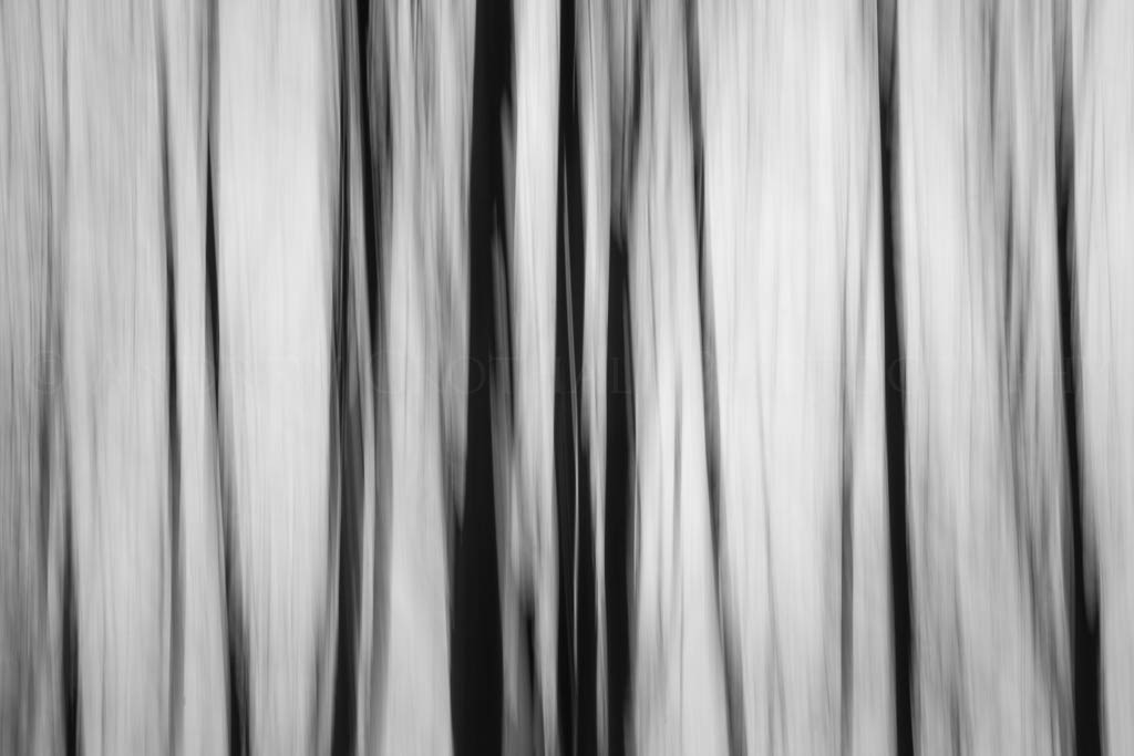 saplings