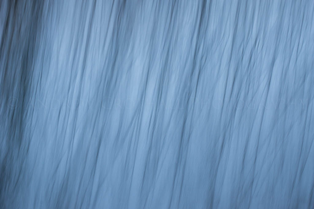 winter rushes