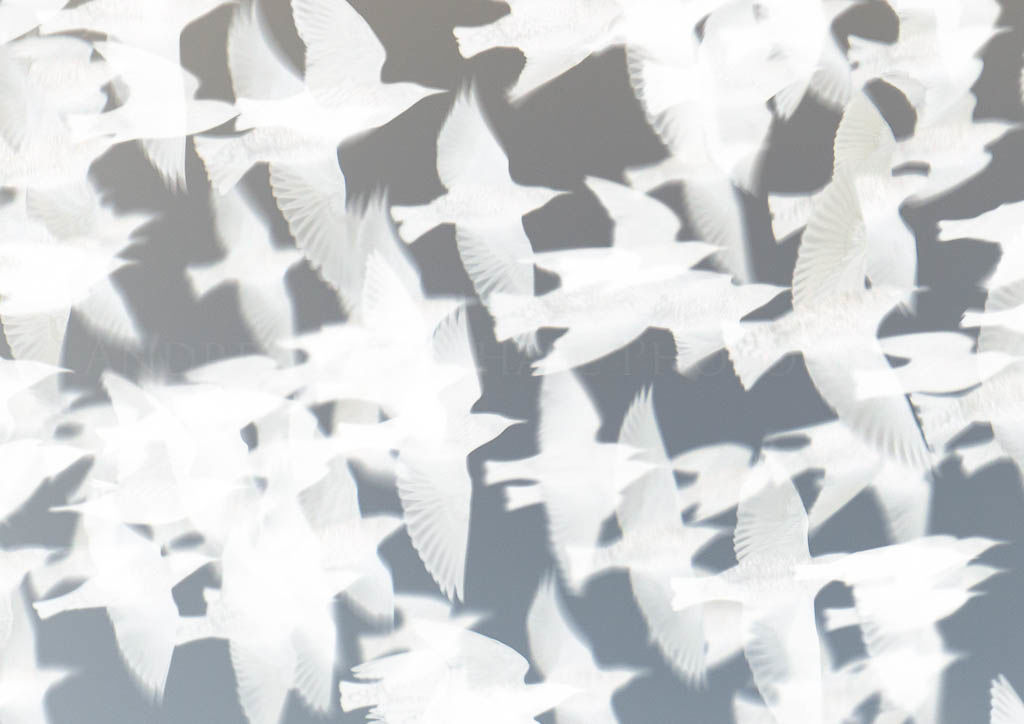 starling composite
