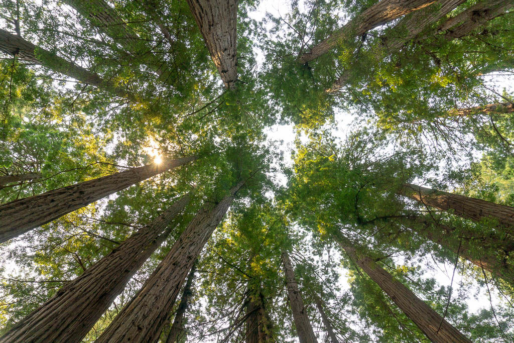 Muir Woods
