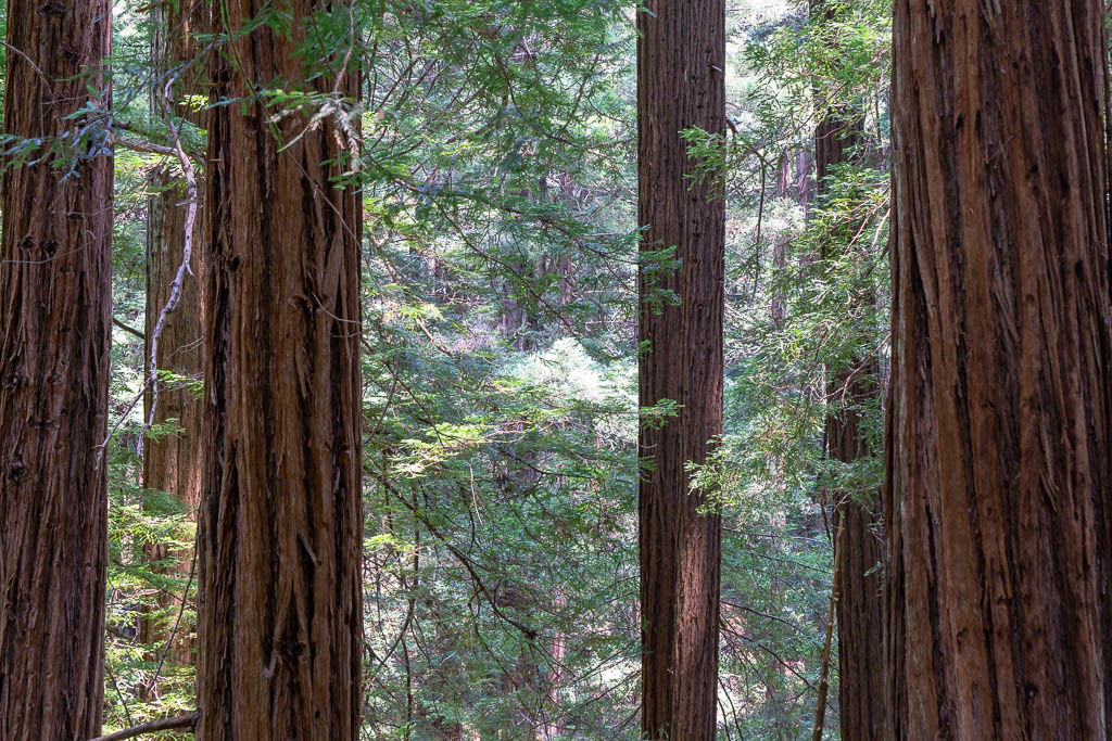 Muir Woods