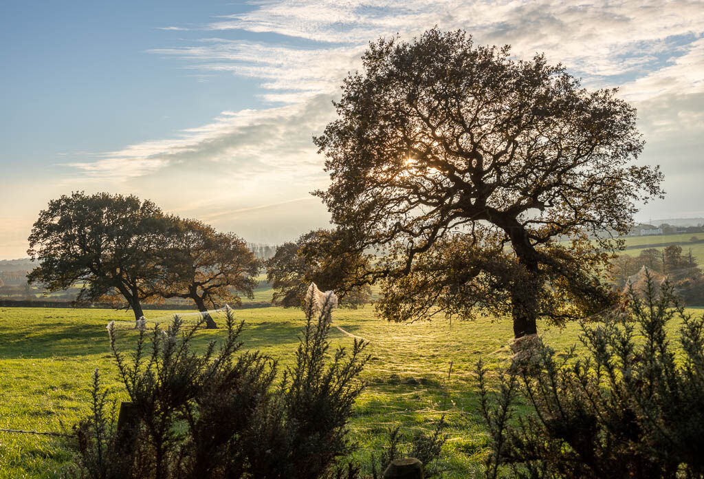 Winter oaks, Storeton Hill