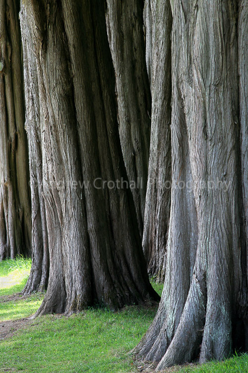Majestic Trees