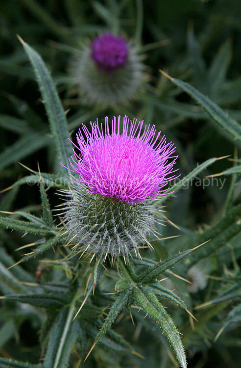 Thistle