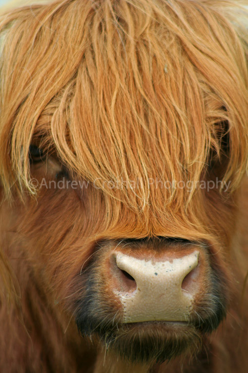 Mooo!