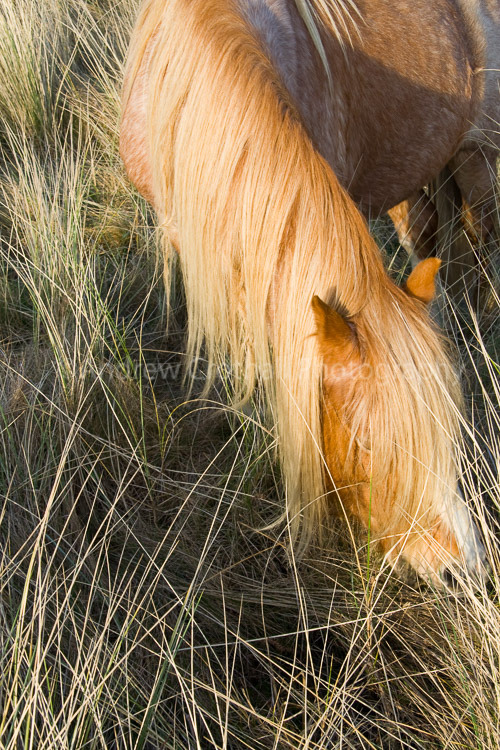 Llanddwyn pony