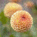 Dahlia in the pointillistic style of Seurat