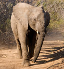 Challenging Elephant