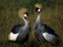 Crested Cranes