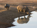 Rhino and Calf at Waterhole
