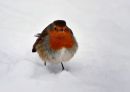 "Winter Robin"