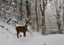 "Roe Doe in Snow"