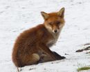 "Sitting winter Fox"