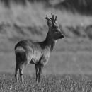 "Roe Buck"