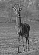 "Roe Buck"