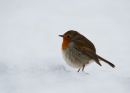 "Snowy Robin"