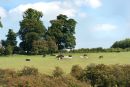 "Cattle in the Cotswolds"