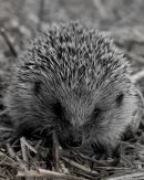 "Hedgehog"