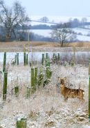 Roe buck in frosty morning