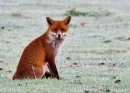 Frosty Fox