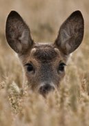 Click image to reveal Gift Voucher options